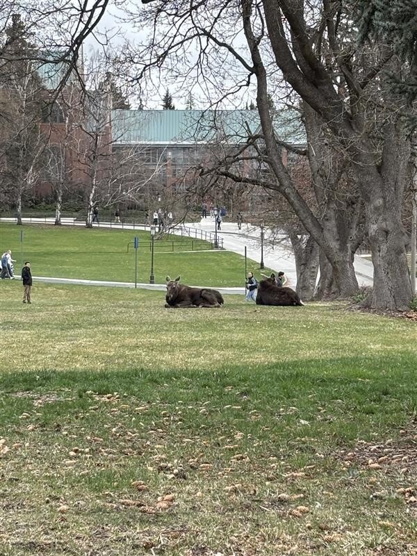 Moose sitting on the lawn in front of the Commons.