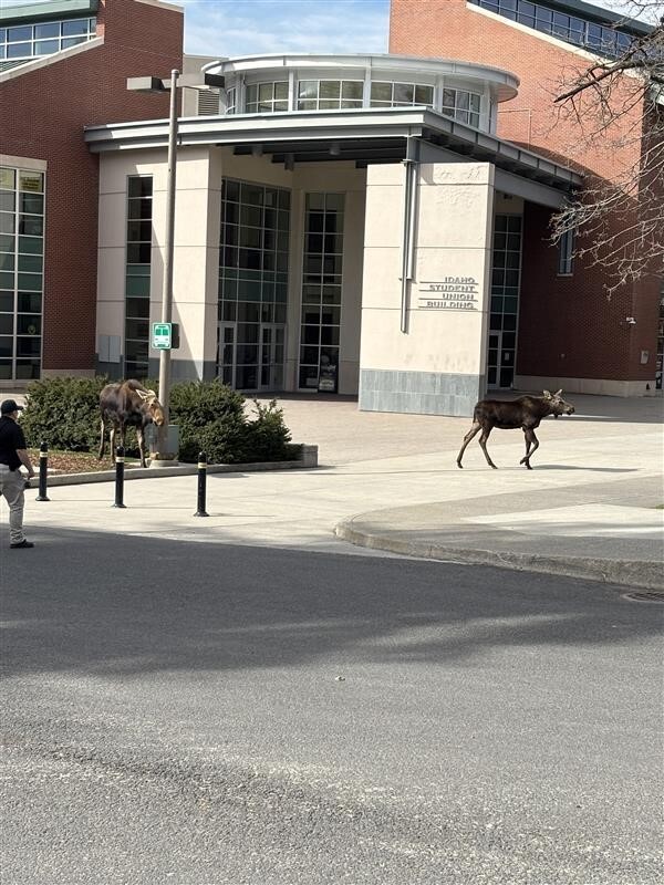 Moose in front of the Commons.