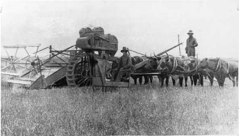 Harvester and Oxen