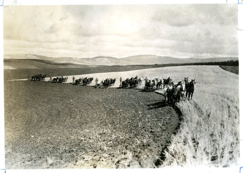 Harvest scene [1]