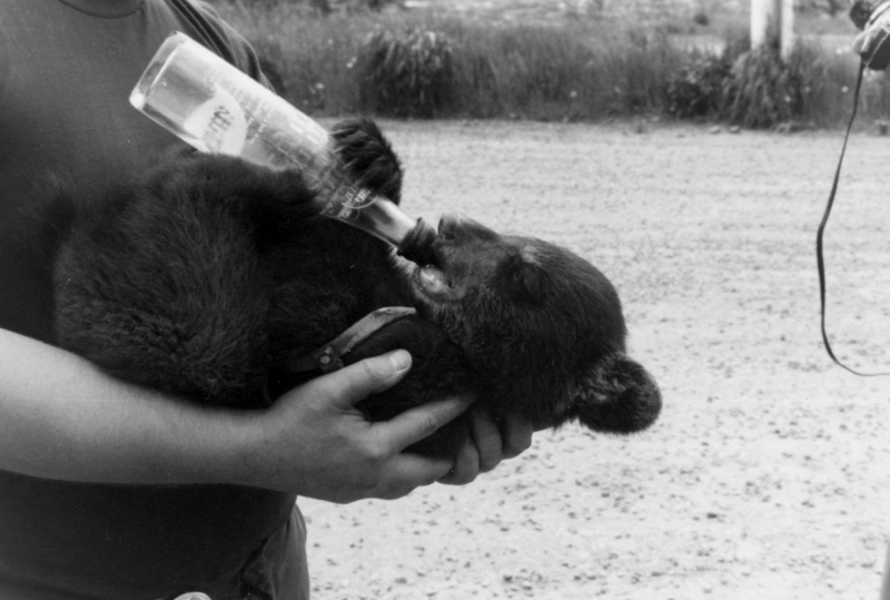 Bear cub feeding from bottle in man's arms