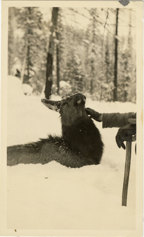 Elk in snow