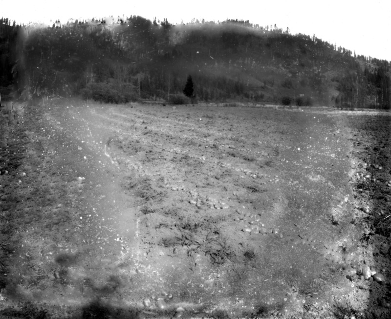 Potato field