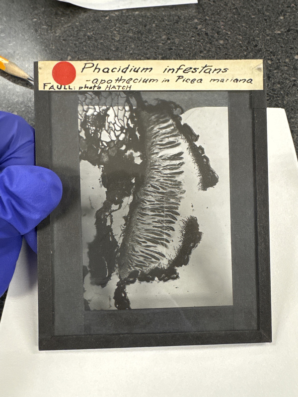 Example glass negative