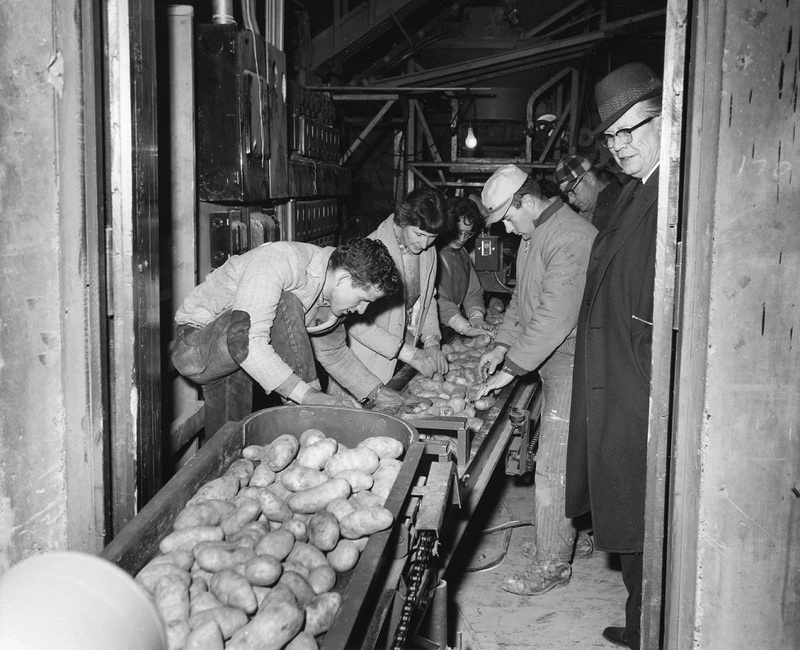 Potato packing study