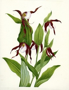 North American Wildflowers [1]