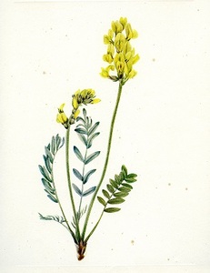 North American Wildflowers [2]