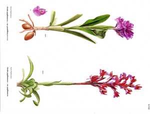 Book of Plates of the Genus Orchis [1]