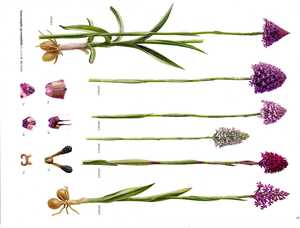 Book of Plates of the Genus Orchis [4]