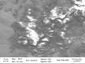 SEM Scan of National Medal of Arts [2]