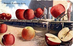Postcard of oversized apples [1]