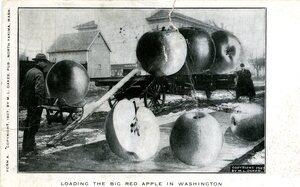 Postcard of oversized apples [2]