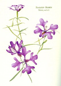 Common to this County: Botanical Discoveries of Lewis and Clark [3]