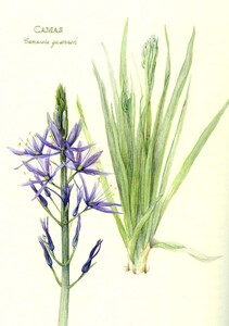 Common to this County: Botanical Discoveries of Lewis and Clark [4]