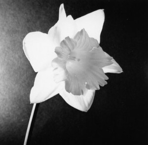 Daffodil [1]