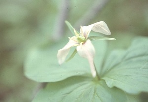 Trillium bloom