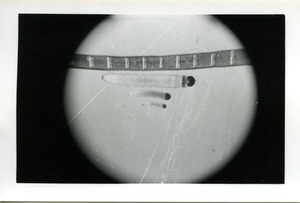 Image of Eucosma rescissoriana 3rd thru 5th instar
