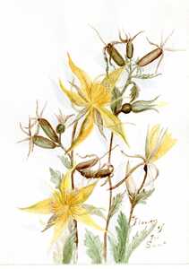 Watercolor paintings of flowers [3]