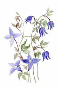 Watercolor paintings of flowers [4]