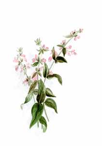 Watercolor paintings of flowers [6]