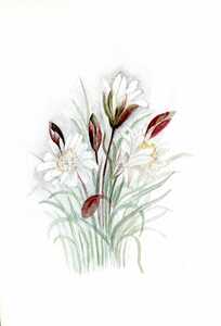 Watercolor paintings of flowers [7]