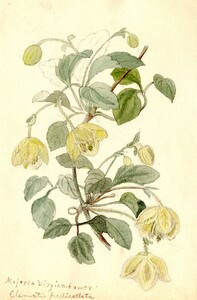 Watercolor paintings of flowers [8]