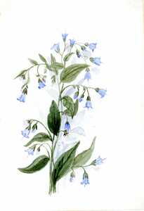 Watercolor paintings of flowers [9]