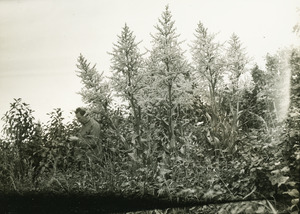 Flora of Idaho and Washington