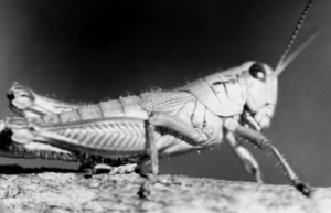 Image of Grasshopper