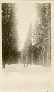 Image of Snowy forest