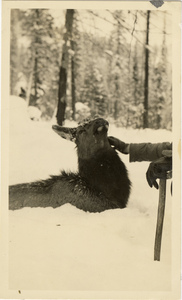 Image of Elk in snow