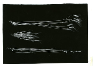 Parma Branch Experiment Station [3]