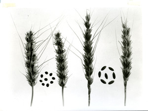 Parma Branch Experiment Station [4]