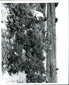 Parma Branch Experiment Station [1]