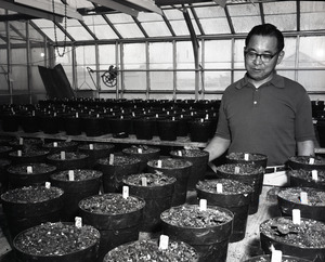 Willy M. Iritani in greenhouse [1]