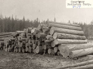 Logging