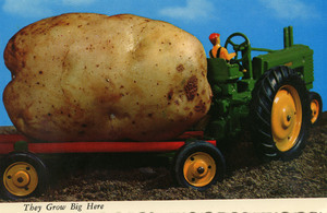 Postcard of oversized potato [1]