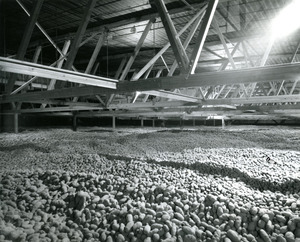 Photo of an underground potato storage facility found in the notes of Professor Ro[b]in Higgins.