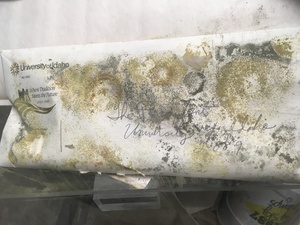 Image of Potential Mold on Envelope