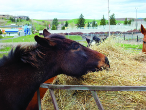 Utah Pioneer at U of I in 2014