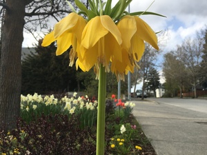 Yellow Crown Imperial flower