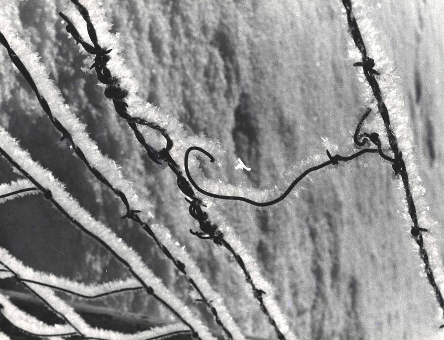 Barbed wire covered in frost received a score of 5 at the Idaho International Photographic Exhibit.