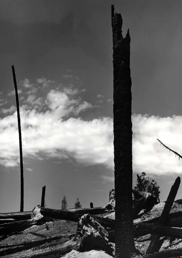 A stark reminder of forest fires, this image of burned trees at Yellowstone National Park was entered into Boise Camera Club and received a score 20.