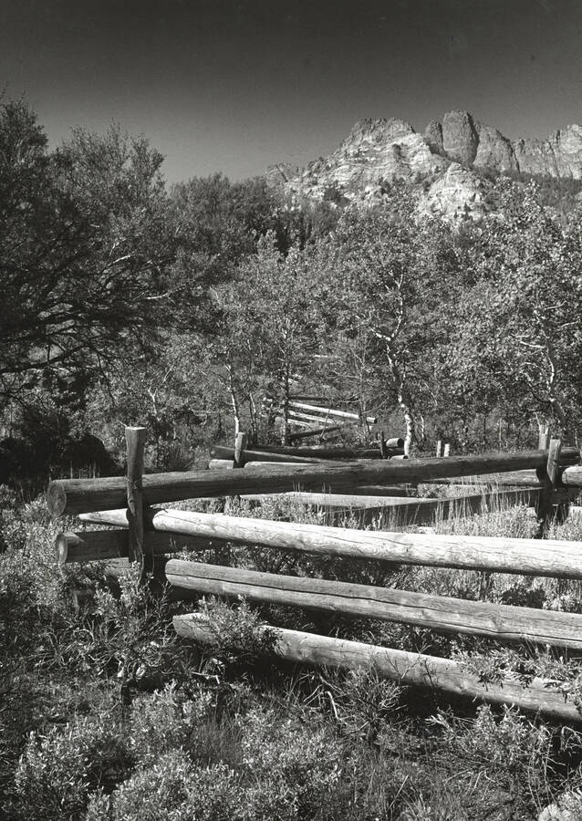 An overgrown fence and trees with a mountainous background, which was entered into the Boise Camera Club competition and received 3rd place.