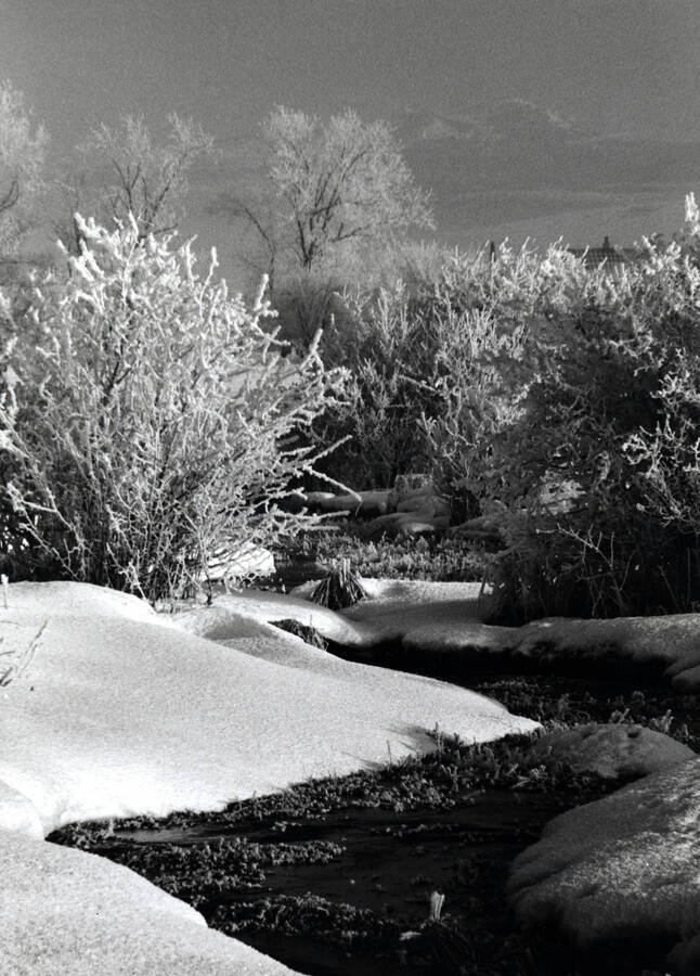 A creek flowing through a snowy wooded landscape received a score of 25 at the Boise Camera Club competition.