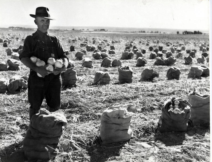 A pleased-looking farmer shows off his onion crop. He is in the foreground of a field, surrounded by full bags of onioons. This image was entered into the Boise Camera Club competition and received a score of 22.