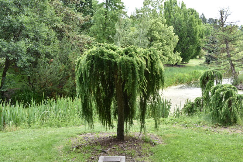 Photograph of a Weeping European Larch, a Borah Foundation Peace Walk Tree planted in commemoration of The Borah Foundation Symposium "Population: Peace & Conflict." 