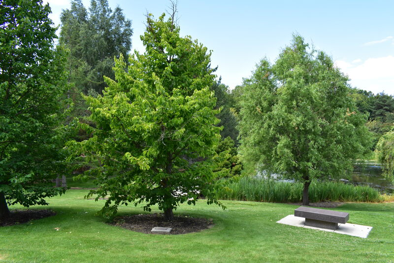Photograph of a Turkish Filbert, a Borah Foundation Peace Walk Tree planted in commemoration of The Borah Foundation Symposium "The United Nations Under Fire." 