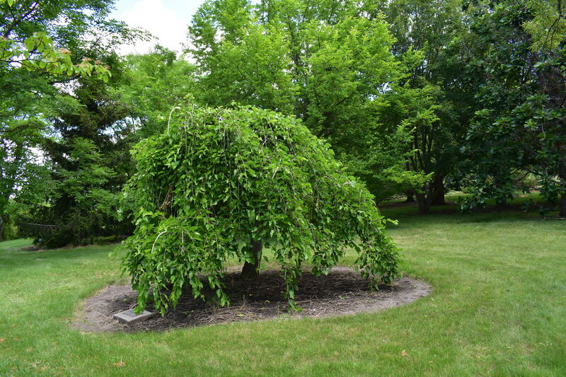 Photograph of a Weeping White Mulberry, a Borah Foundation Peace Walk Tree planted in commemoration of The Borah Foundation Symposium "China in Transition." 
