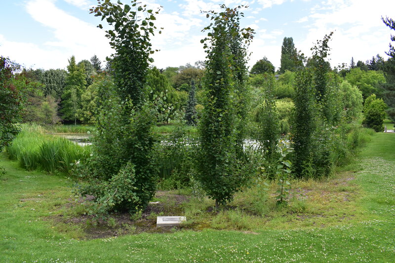 Photograph of a Columnar European Aspen, a Borah Foundation Peace Walk Tree planted in commemoration of The Borah Foundation Symposium "Northern Ireland: Conflict & Cooperation." 
